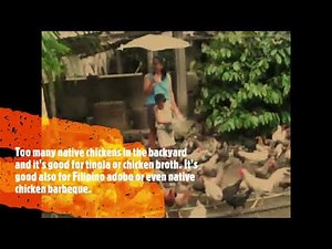 Farming: Raising Native Chicken in the Backyard