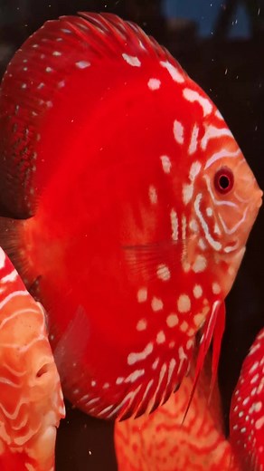 10K views · 120 reactions | Reflexia/Chequerboard Antonello Greco | Sevilla Discus | Facebook