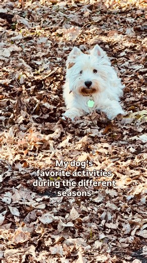 Forrest‘s Fun Adventures | Forrest & Simone on Instagram: "Four seasons, one happy pup! Rock’n’Roll 🤘 #westie #dog #seasons #terrier #funnyreelsvideo"