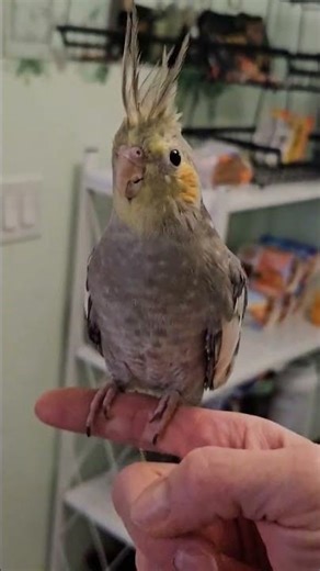 Unboxing our new baby cockatiel!