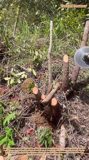 Débroussaillage rapide : coupe de jeunes arbres à l'aide d'une débroussailleuse
