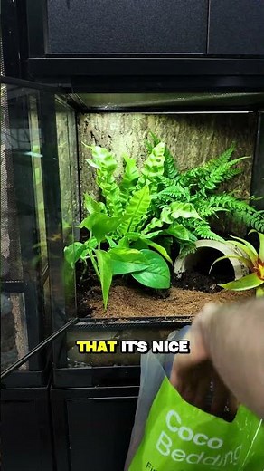 Horned Frog Enclosure Setup | Meet Ribberta and Follow Her Growth Journey