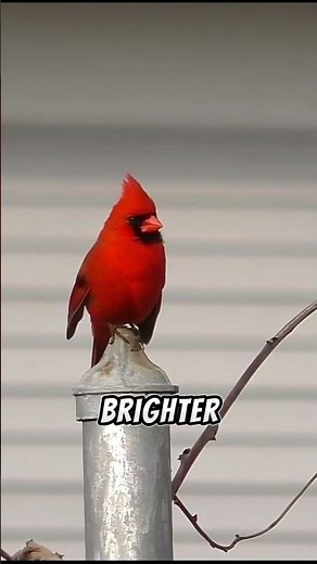 Nature's Angry Bird The Red Cardinal Bird 🔥🐦😡