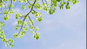 Looking up forest perspective sky. High trees sun beams sky. Tree tall with top sky sunshine.