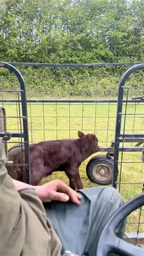 JUST ANOTHER DAY ON THE FARM 🐂😳 #farmlife #tractor #farming