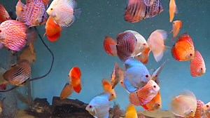 4.2K views · 127 reactions | Still plenty nice Discus available  | Pier Aquatics | Facebook