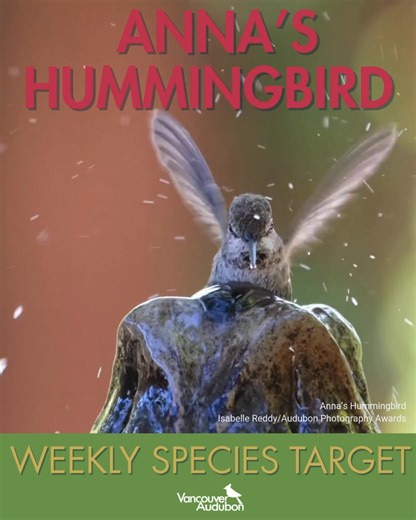 Vancouver Audubon on Instagram: "Anna's Hummingbirds have been recorded flying as fast as 61 mph during one of their diving courtship displays. Each week we are focusing on one native species: talking about their life and their behavior, along with tips on how to find them in Southwest Washington. This week, we want to know about your experience with Anna's Hummingbirds. Share your sightings, tag us in your photos, and tell us your stories about this stunning native species! -- Sources: Lives of