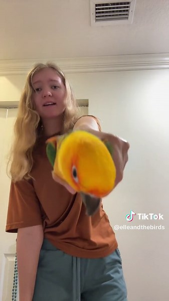 Nemo is perfect for this #birdtok #birds #parrots #conure #jendayconure