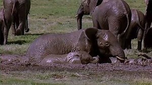 Today on Jack Hanna's Wild Countdown, meet seven different species that like to stick together! | Litton's Weekend Adventure
