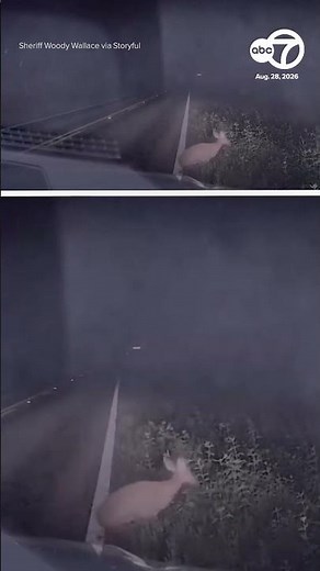 Deputy screams as 'dead' deer comes back to life