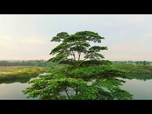 Gingko by Norbert Sztuk (380 in Hawkins scale )