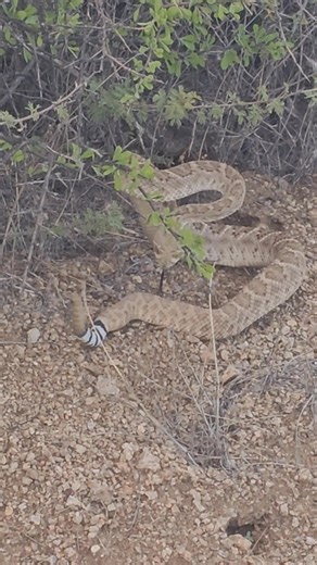 One of two good buddies on the trail tonight | David Porter