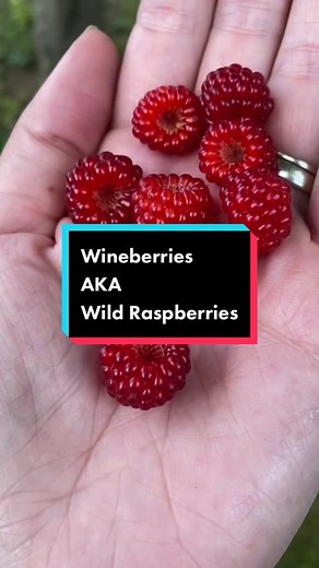 Wineberries: Wild Raspberries & Where to Find Them