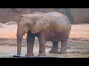 BRAINY BABY ELEPHANT 🐘