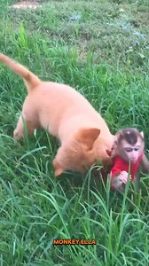 114K views · 1.3K reactions | OMG! Baby Puppy Bite Poor Baby Monkey #monkey #monkeyella #animals #monkeybaby #babymonkey #Monkeyreels #reelschallenge #trend #fbreelsfypシ゚viralシ #animallover #pet #monkeyella | Baby Monkey Life | Facebook