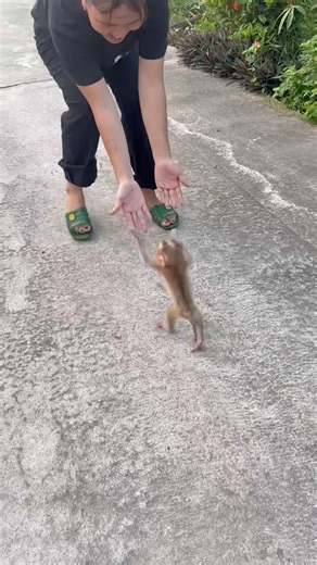 Baby monkeys run after their mother.