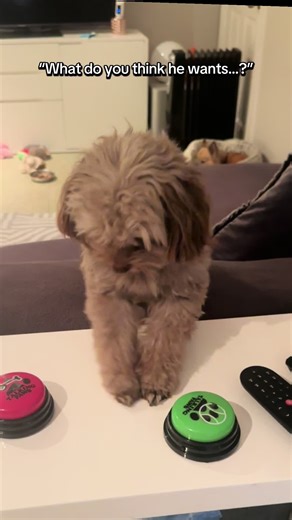 Why not button train them so they can tell you what they want? 🗣️📣 #fyp #foryou #talkingdog #smilingdog #dogtok