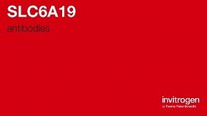 SLC6A19 antibodies from Thermo Fisher Scientific