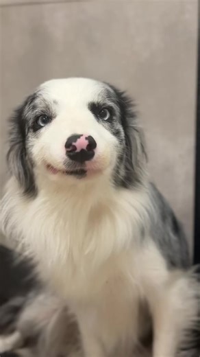 Cute Dogs Dancing to the Beat