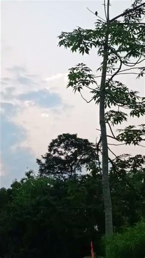 early morning window view 🪟 WoW 😇#wildlife #shorts #youtubeshorts #viral #viralvideo #villagelife