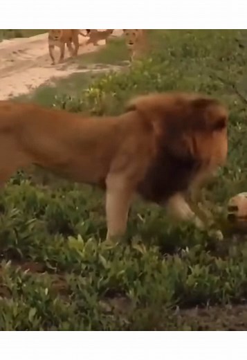 Protective Lioness Reacts to Cub Being Smacked by Father