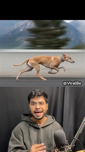 72K views · 1K reactions | The Fastest Dog Breeds Ever ‍了...