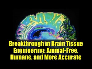 Breakthrough in Brain Tissue Engineering: Animal-Free, Humane, and More Accurate