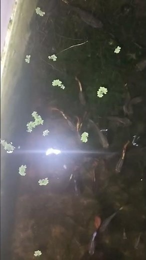 Beautiful Guppy Fish | Aquarium Fish | Live Fish Tank Video