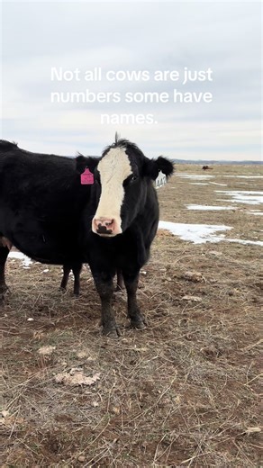 Exploring Oregon's Ranch Life and Cattle Care