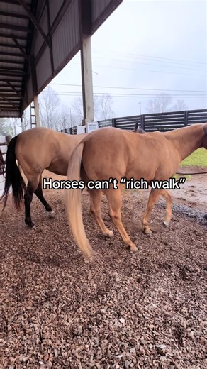 Enjoying Rich Walk with Our Horses at K Bar C Ranch