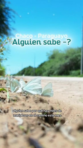 Descubre la belleza del Chaco Paraguayo y sus mariposas