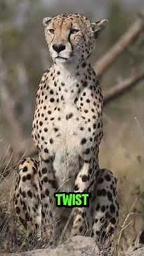 5 Safari Animals That Are Built DIFFERENT 🤯 | Wild Facts in 60s #wildlife