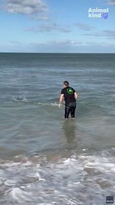 When he found a dolphin calf stranded on the beach, this Good Samaritan stopped at nothing to return it to the ocean. 🐬 | Naples Daily News