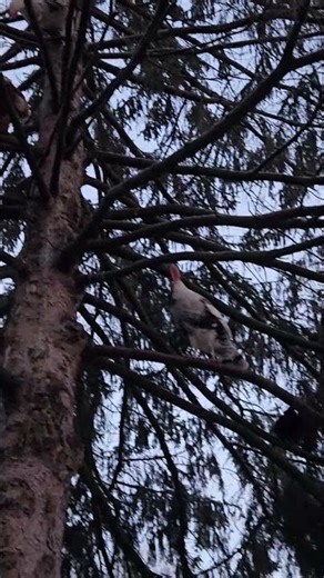 chicken flying up to roost