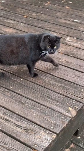 Skitty The Brave #cute #funny #stray #cat #catshorts #foryou