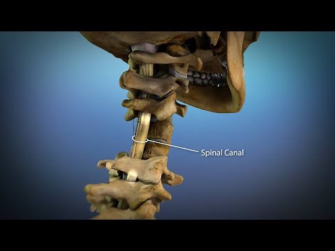 Normal Spinal Cord Anatomy - Medical Animation