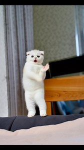 This cat is bringing the twist back 😹 Dancing to Let’s Twist Again like a true pro! If this didn’t make you smile, watch it again 🐾🕺 #catdance #letstwistagain #funnycat #catreels #petdance | Lonely Paws