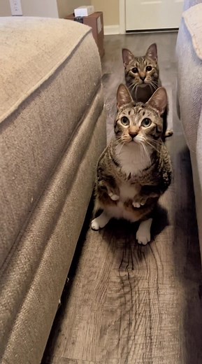 Meet Jenni, Fred, Toad, and Ivar: The Adorable Cat Duo!