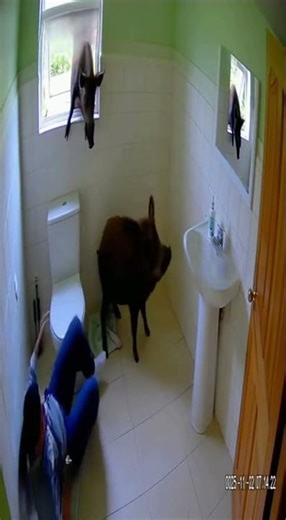 ￼Wild pigs invade bathroom #animalshorts #pigs
