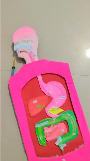 Digestive system for school project #science