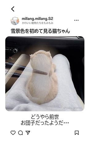 雪景色を初めて見る猫ちゃん😸