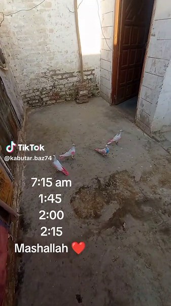 Discover the Art of Kabutar Bazi in 2025