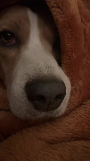 Ivy (@ivyandthebeanbeans)’s videos with original sound - ithegalaxia