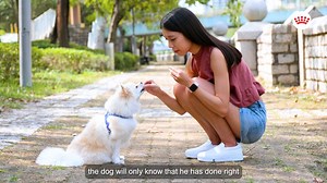 💭🐕 “What are the common dog training techniques?” Let’s hear from professional Dog Trainer, Marshall S. Pillai. Find out more from: Facebook.com/alphacaninedogtrainingacademy #RoyalCaninMalaysia | Royal Canin