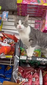 Bodega Cats on Reels