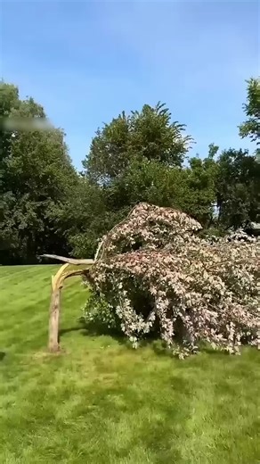 Transform a Fallen Tree into Stunning Furniture