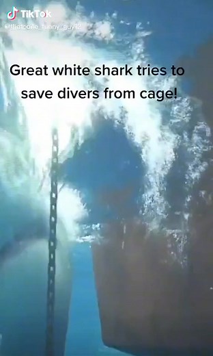 shark attack | Ax.akram.official