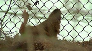 EGGS-CELLENT IDEA! 🥚: A Pittsburgh woman with her very own urban chicken farm is encouraging more city farmers to raise their own chickens and eggs. Learn how you can do this >>> wpxi.tv/3ET6ew1 | WPXI-TV Pittsburgh