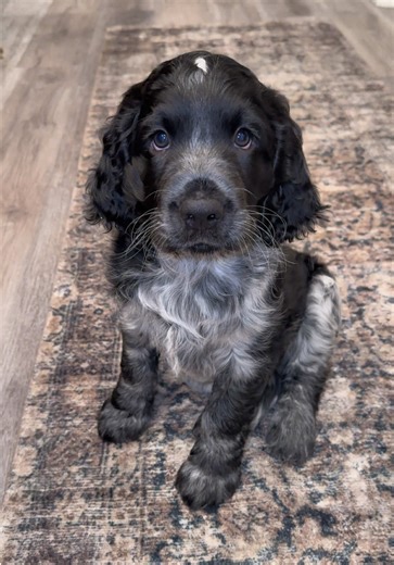 Extending Our Love for This English Springer Spaniel