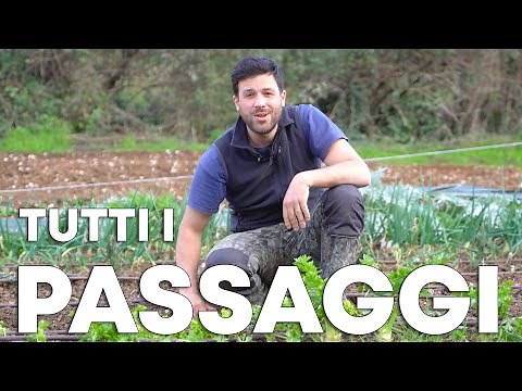How to Grow a Vegetable Garden from SCRATCH